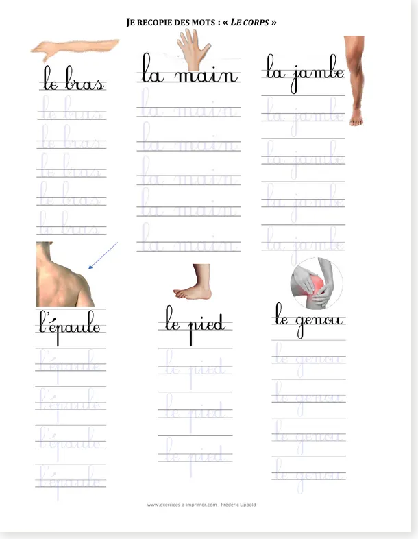 French cursive copywork body words worksheet