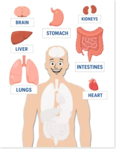 Read more about the article Human Body Worksheet: Match the Organs