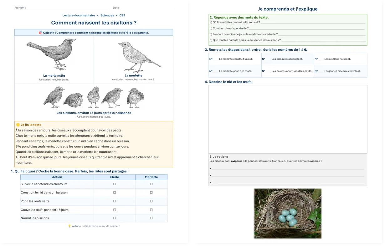 Read more about the article How Are Baby Birds Born? French Reading Worksheet