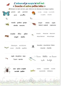 Read more about the article French Insects Vocabulary Worksheets – Free Copywork PDF + Premium Practice