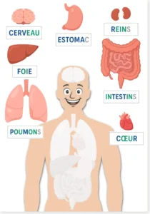 Read more about the article French Human Body Worksheet – Match the Organs