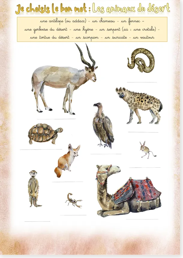 Desert animals French worksheet preview