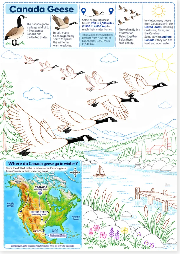 Canada geese worksheet A4 preview
