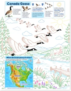 Read more about the article Canada Geese Migration Worksheet – Trace, Color, Read (PDF)