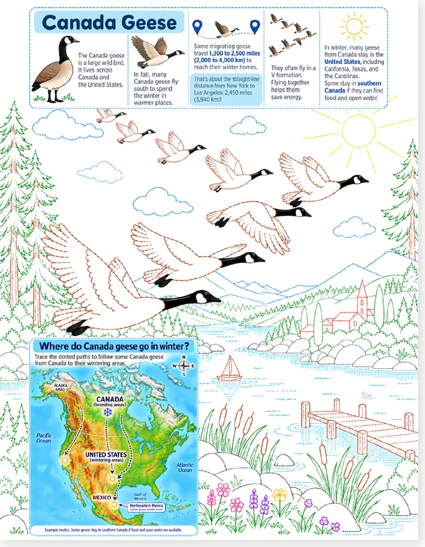 Worksheet preview: Canada Geese: Trace the Flock, Read the Facts, Follow the Migration 🪿