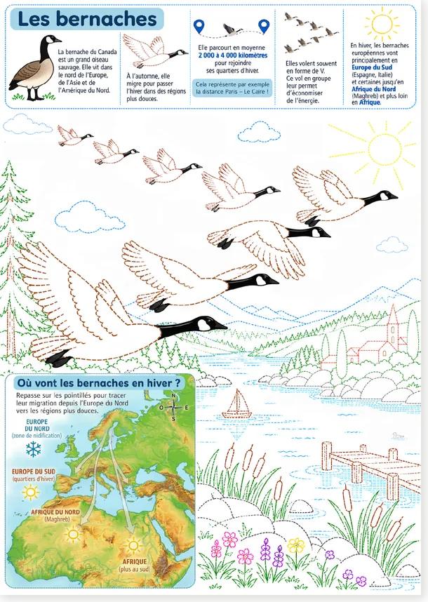 Canada goose migration worksheet A4 preview