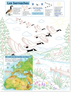 Read more about the article Trace and Color Worksheet (PDF) – Canada Goose Migration (French Version)